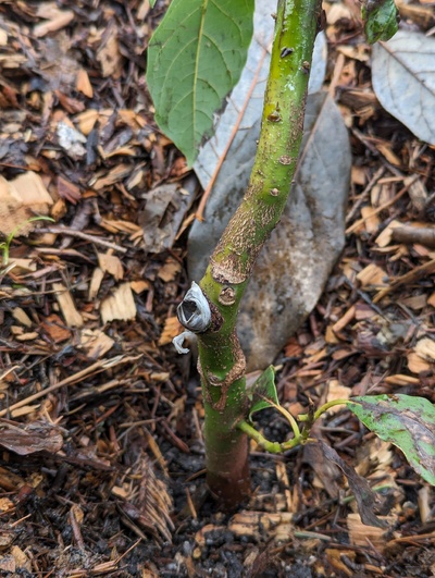 (January 30, 2024) Update -- The only protection this tree got was to have wood chip mulch mounded up above the graft. I pulled those back this week and was happy to see that it looks very much alive above the graft, where it was covered with mulch.