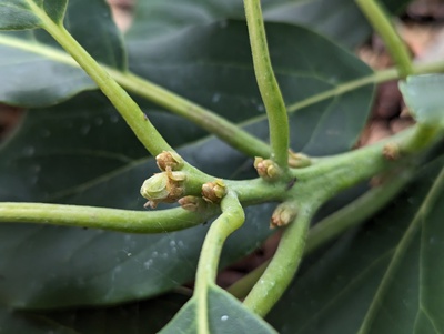 (February 5, 2024) Bud update -- The graft in the greenhouse is just starting bud swell, no sign of flowers yet.