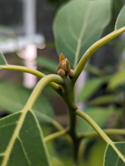 (February 5, 2024) Bud update -- Just starting bud swell, no sign of flowers yet.