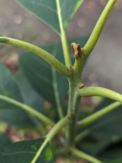 (February 5, 2024) Bud update -- Looks like it is starting bud swell ever so slightly, but mostly still dormant.