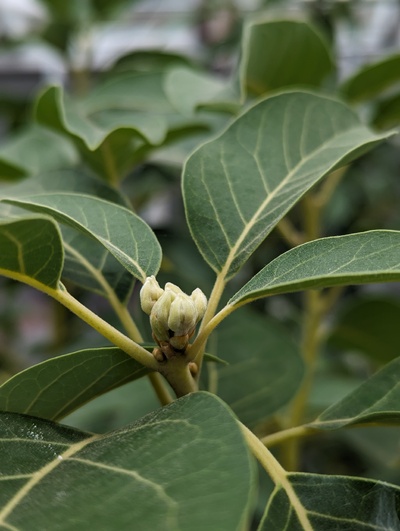 (February 5, 2024) Flowering update -- Flowers just starting to expand.