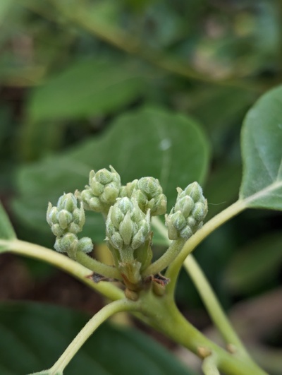 (February 5, 2024) Flowering update -- The different branches on this graft seem to be at different stages of flowering, but this photo shows the one that's furthest along, and seems most likely to open the first flowers in the greenhouse this year.