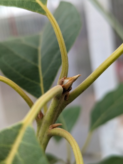 (February 5, 2024) Bud stage -- The greenhouse graft is still essentially dormant, and looks strictly vegetative.