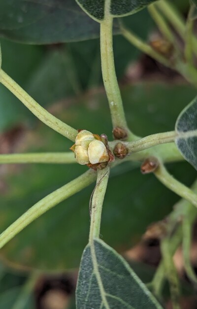 (February 5, 2024) Flowering update -- Looks like early stage flower buds on the greenhouse graft.