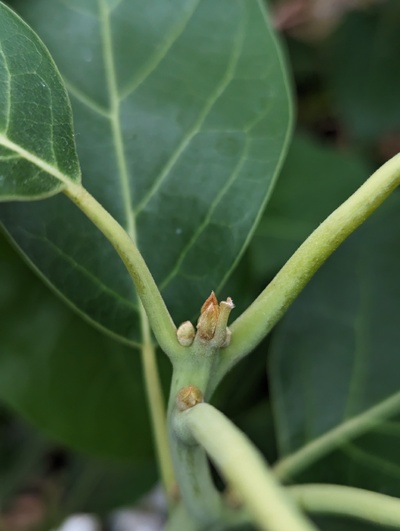 (February 5, 2024) Bud stage -- Still basically dormant, with no sign of flowers yet.