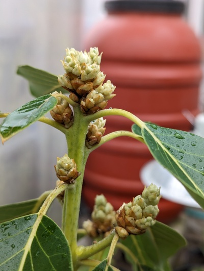 (February 5, 2024) Flowering update -- Though it may still be first to open, it's been very slow to expand still, and others are overtaking it, such as Joey and maybe Jade.