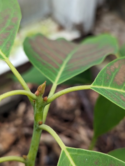 (February 5, 2024) Bud stage -- Still looks basically dormant, no sign of flowers yet.