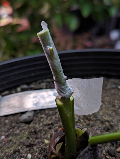 (February 7, 2024) Grafted -- Just grafted tonight, looked like a very good match, I hope this will take quickly.