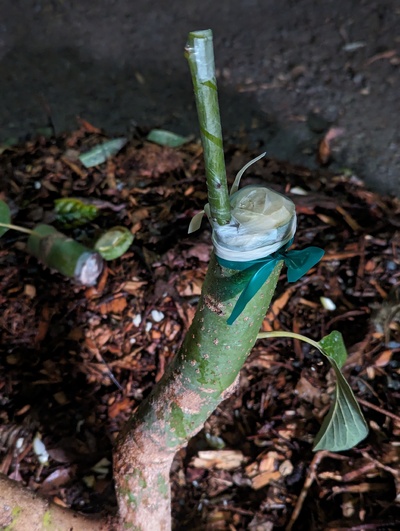 (February 7, 2024) Graft added -- Just added a Mexicola graft. Bark split worse than expected so didn't do a second scion as planned.