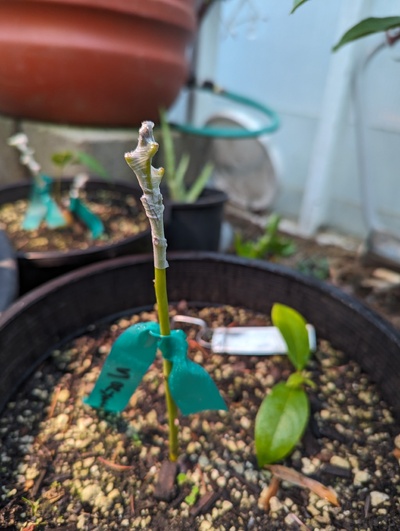 (February 8, 2024) Graft update -- I forgot to post an update when I grafted this last week. If this graft takes, this may be the only tree with Northrup on it left in the project, as both of the rootstocks on the outside tree appear to have been killed to below the graft. The scion was taken from the outside tree after its roots were killed, so unclear how viable it was.