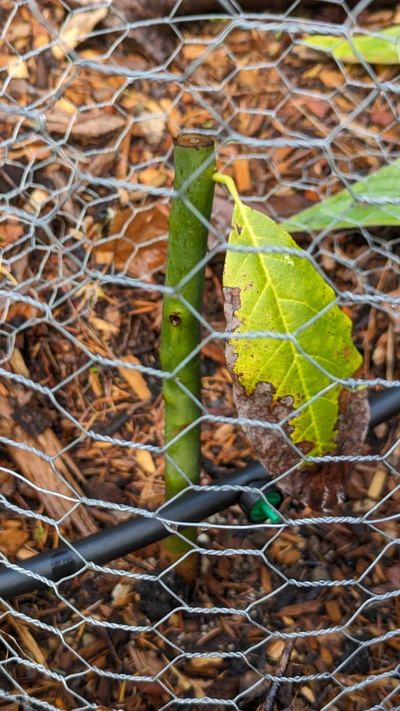 (February 10, 2024) Pre-deep-freeze winter photos (12/22/23) -- No new issues; no new leaves either after being chewed nearly to the ground.