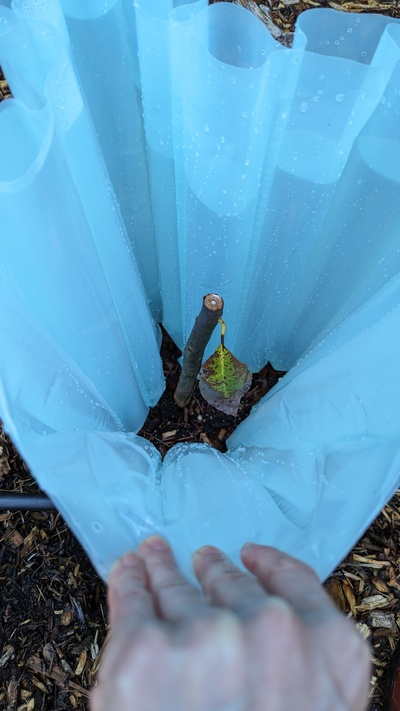 (February 10, 2024) Freeze damage 2/10/24 -- Surrounded tree with a "wall 'o water" and covered with row cover before the hard frost came through. We got down to at least 24* here. It's not looking great