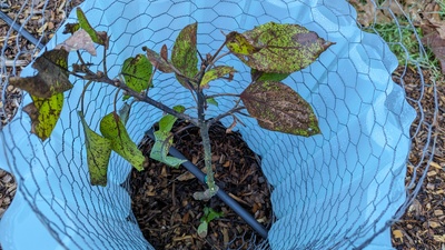 (February 10, 2024) Frost damage update 2/10/24 -- Surrounded tree with a "wall 'o water" and covered with row cover before the hard frost came through. We got down to at least 24* here. The leaves have all turned splotchy, but the stem and buds still look like they have some life so I'm hopeful. Wall 'o water will remain in place until frosts are no longer a concern but I did remove the row cover.