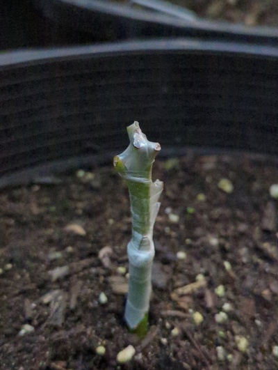 (February 11, 2024) Grafted  -- Forgot to post an update when this was grafted with Mexicola last week.