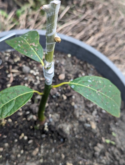 (February 18, 2024) Graft update -- Looks like the graft is starting budbreak, that's a good sign of success at this point.