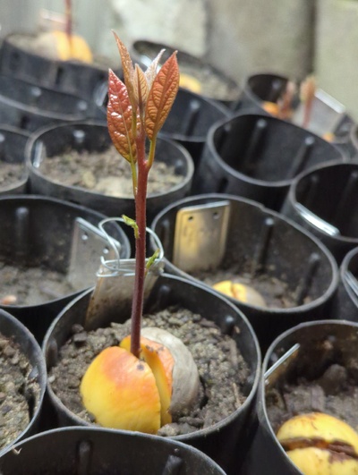 (February 19, 2024) Update -- One of the fastest growing seedlings at this point.