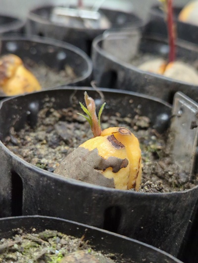 (February 19, 2024) Update -- One of the first Joey seedlings to come up this year. They seem more prone to staying dormant, like Duke seeds do.