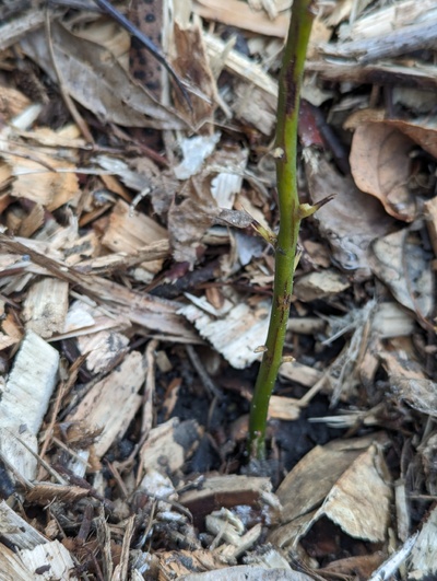 (February 19, 2024) Update -- One of the only outside trees with clearly living buds above ground after the freeze last month. Might already be starting to bud out even.