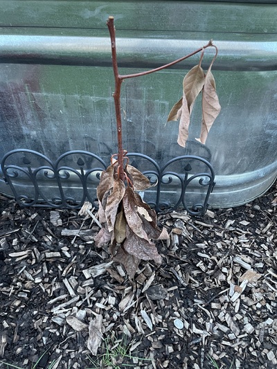 (February 23, 2024) Post winter -- Died in the cold event this winter.