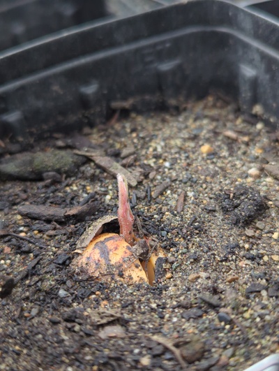 (February 24, 2024) Update -- Along with most of its siblings, just began sprouting the top shoot in the last week or two.