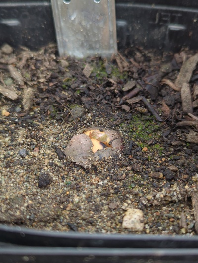 (February 24, 2024) Update -- Along with most of its siblings, just began sprouting the top shoot in the last week or two.