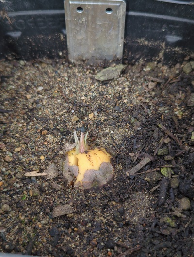 (February 24, 2024) Update -- Along with most of its siblings, just began sprouting the top shoot in the last week or two.