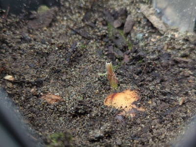 (February 24, 2024) Update -- Along with most of its siblings, just began sprouting the top shoot in the last week or two.