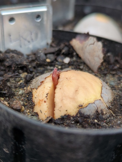(February 24, 2024) Photo update  -- Sprouting