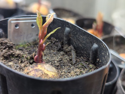 (February 24, 2024) Update -- Sprouted just a couple weeks ago. Has a very thick stem with prominent buds. Definitely genetically distinct from the siblings in this regard, at least so far (a few of them haven't sprouted enough to compare yet).