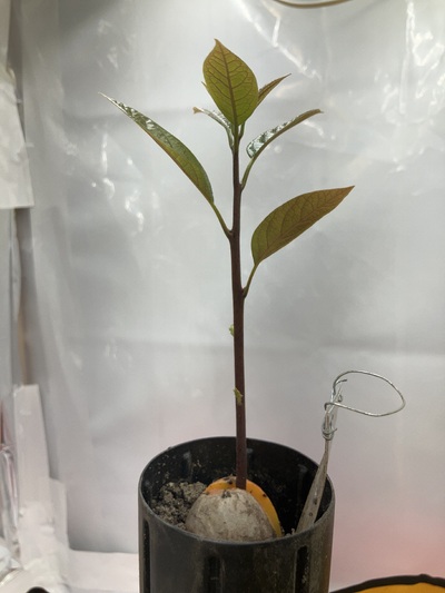 (February 27, 2024) Photo update! -- It seems very healthy and is growing readily, it is starting to put out leaves!