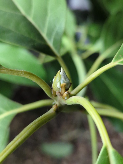 (March 1, 2024) Update -- Finally starting bud break.