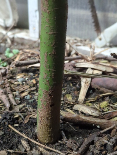 (March 1, 2024) Photo update -- Trunk is just barely starting to form true bark.