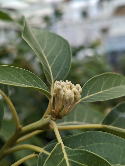 (March 2, 2024) Flowering update  -- Still coming along. Duke is near the middle of the pack in flower development at this time. About the same stage on both greenhouse trees.