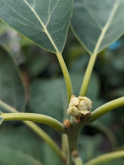 (March 2, 2024) Flower buds -- Definitely some flowers, but slow to open 