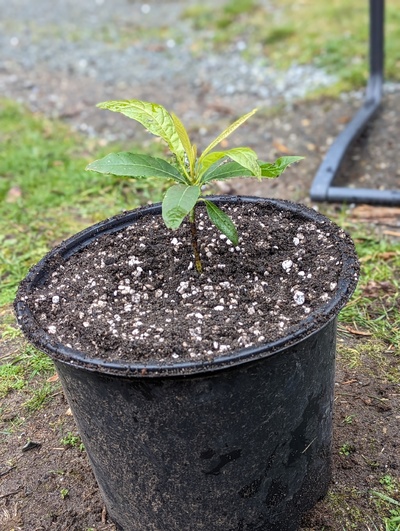 (March 2, 2024) Update -- Just potted it up to #3 size. Had nice roots, forgot to photograph them though.