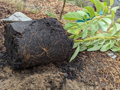(March 3, 2024) Planted out  -- Was just planted outside.