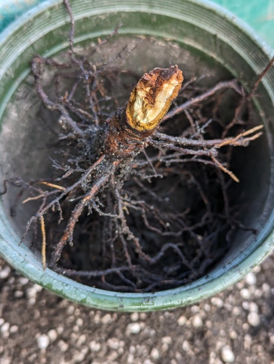 (March 3, 2024) Nearly dead -- Dug up the roots, it was definitely dead below the graft, but still had living cambium just below ground level (lower than the cut in this photo), so I put it in a pot to see if it'll recover.