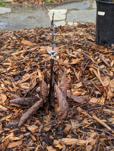 (March 3, 2024) Update -- Killed above ground by the January freeze. Will probably excavate the trunk to graft very low, assuming the roots are still alive.