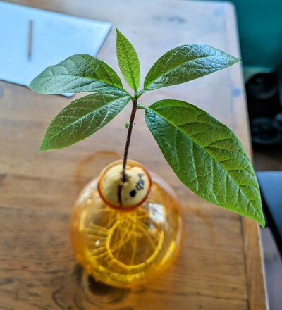 (March 3, 2024) Update -- Definitely past time to put this in soil!