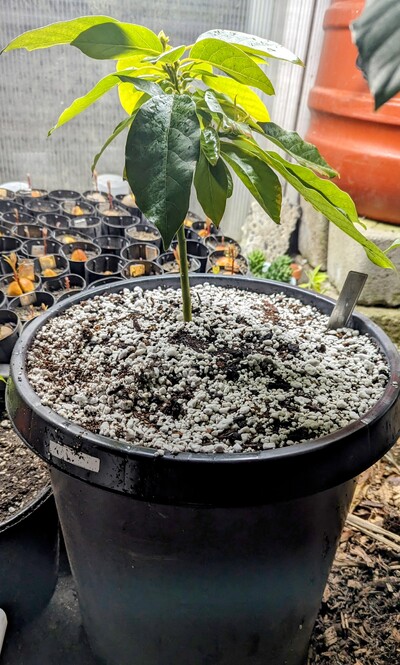 (March 3, 2024) Potted up -- This one inherited the 15 gal pot recently vacated by #167, for at least one year, maybe two.