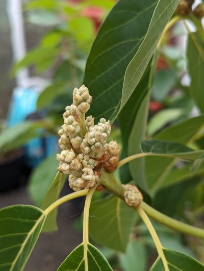 (March 4, 2024) Flowering update -- Forgot to post this photo two days ago when I took it. Flowers still expanding but not opening yet.