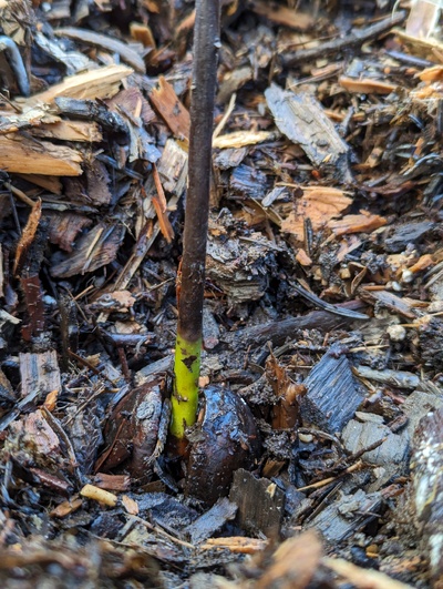 (March 4, 2024) Update -- Still a green stem a couple inches below the level the wood chips were at during the January freeze.