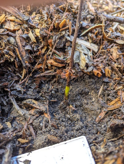 (March 4, 2024) Update -- Not looking great, but still some green just below ground level.