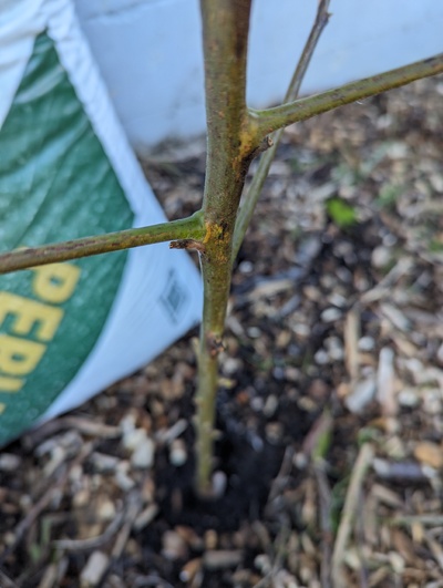 (March 4, 2024) Update -- Damage has slowly crept inward since January, but still looks pretty green on the main trunk. Still might just regrow from the roots instead though 