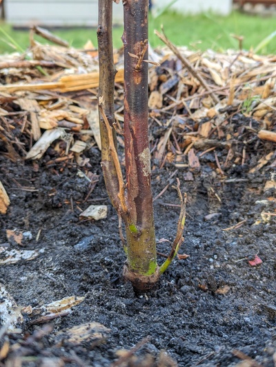 (March 4, 2024) Update -- Looks likely to survive just above ground level after being essentially unprotected (only a plastic bag) for the January freeze.