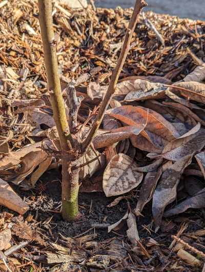 (March 4, 2024) Update -- It's still hard to be certain, but it looks like the main stem was killed below the branched area where it re-grew last year. However, the main branches do also look alive above that point. Time will tell where it regrows from this year.