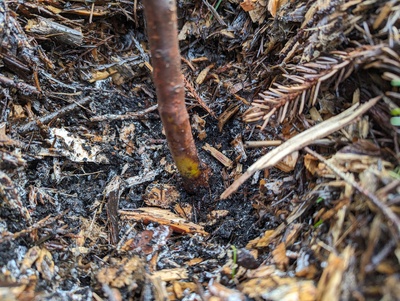 (March 4, 2024) Update -- Somehow I forgot to post updates on this one after the January freeze. It looks pretty dead above ground despite getting a fleece cover. Still a hint of green around the soil line.
