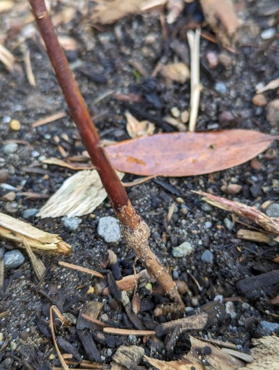 (March 4, 2024) Update -- Appears to be completely killed, but will hold off on marking "dead" until I'm positive.