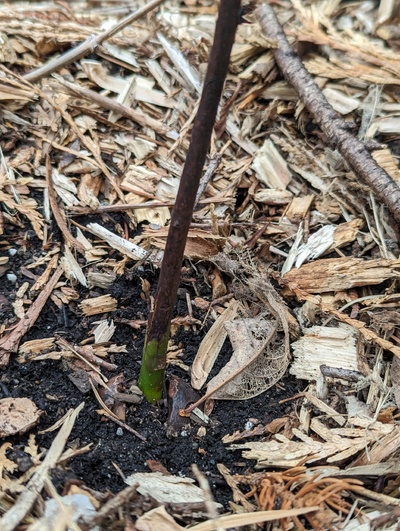 (March 4, 2024) Update -- Unprotected for the January freeze, still looks like the roots are alive.
