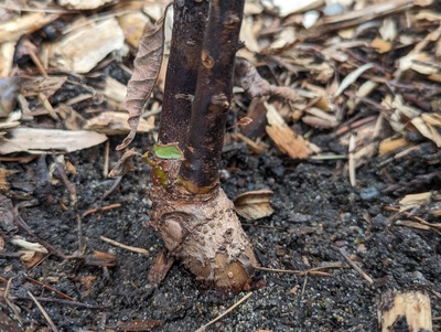 (March 4, 2024) Update -- Slight signs of life at the soil line. Maybe a bud starting to swell.